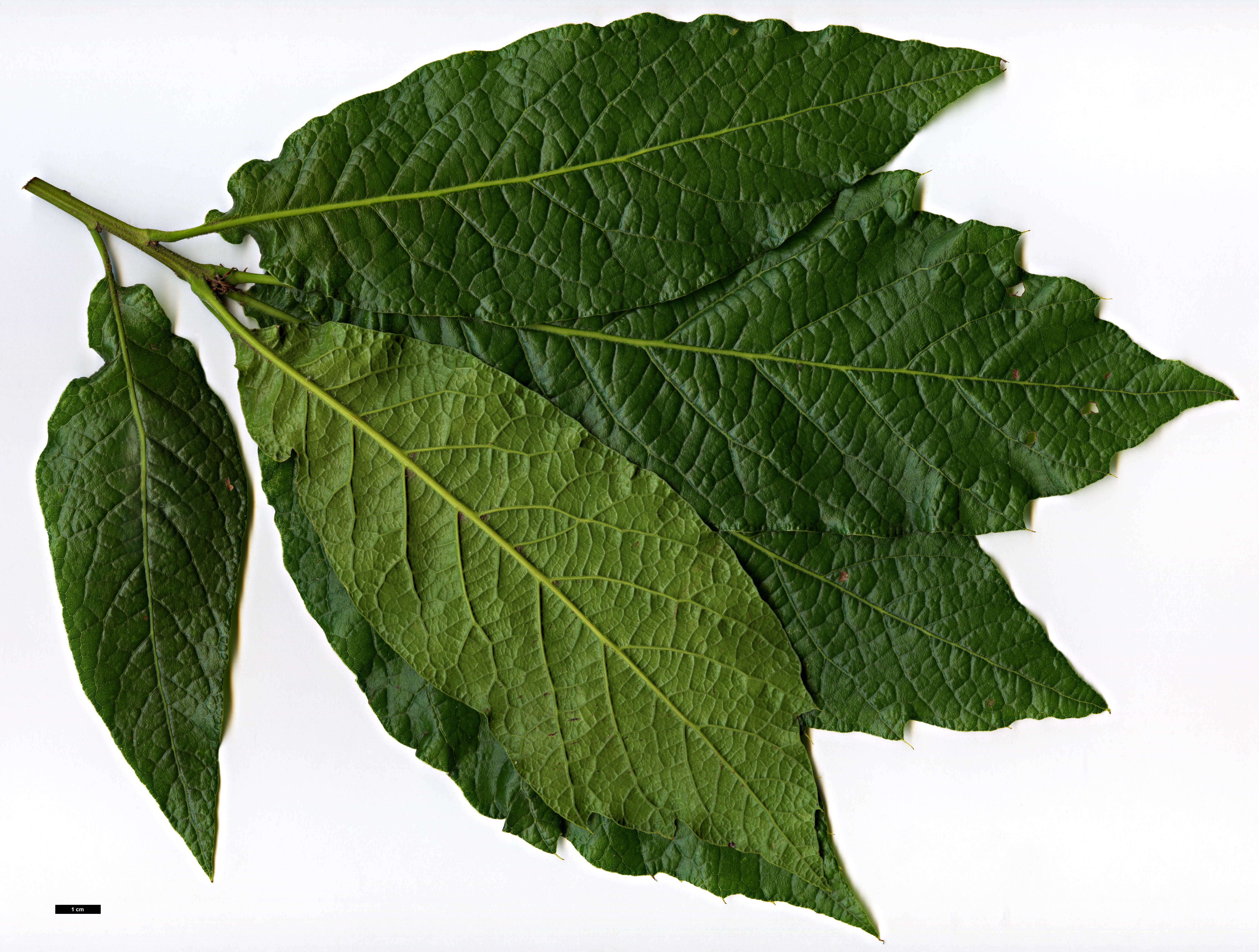 High resolution image: Family: Fagaceae - Genus: Quercus - Taxon: rysophylla × Q.sartorii High resolution image: Family: Fagaceae - Genus: Quercus - Taxon: rysophylla × Q.sartorii